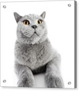 British Shorthair Cat Isolated On White. Wide Angle Acrylic Print