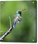 Broad-billed Hummingbird Acrylic Print