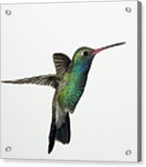 Broadbill Hummingbird In Flight Acrylic Print