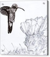 Broadbilled Hummingbird Acrylic Print