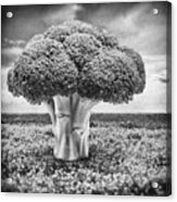 Broccoli Tree Acrylic Print