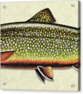 Brook Trout Id Acrylic Print