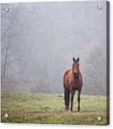 Brown Horse In Virginia Fog Acrylic Print