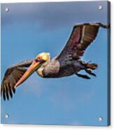 Brown Pelican In Flight Acrylic Print