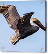 Brown Pelican In Flight - Pelecanus Occidentalis Acrylic Print