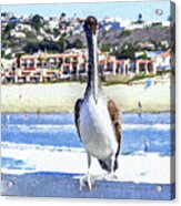 Nautical Bird Brown Pelican Portrait Acrylic Print