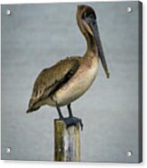Brown Pelican Acrylic Print