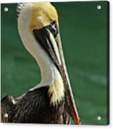 Brown Pelican Portrait Acrylic Print