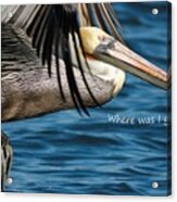 Brown Pelican Says Where Was I Going Acrylic Print