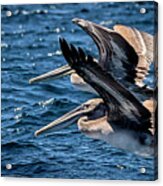Brown Pelicans Acrylic Print