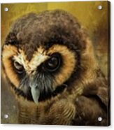 Brown Wood Owl Acrylic Print