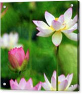 Brushed Lotus Acrylic Print