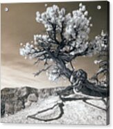Bryce Canyon Tree Sculpture Acrylic Print