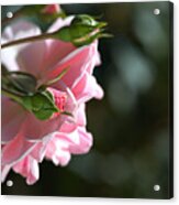 Bud With Parent Rose Acrylic Print