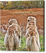 Buddies Acrylic Print