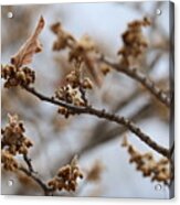 Buds On Winter Branch In Brown And Gray Acrylic Print