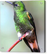 Buff Hummingbird Acrylic Print