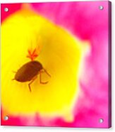 Bug In Pink And Yellow Flower Acrylic Print