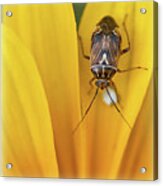 Bug On Flower Acrylic Print