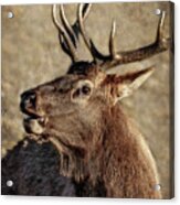Bugling Elk Acrylic Print