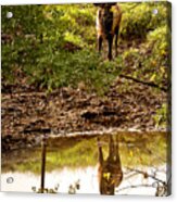 Bull Elk At Waterhole Acrylic Print