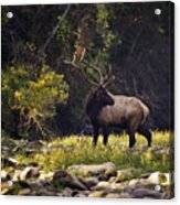 Bull Elk Checking For Competition Acrylic Print