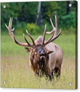 Bull Elk Defends His Harem Acrylic Print
