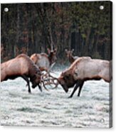 Bull Elk Fighting In Boxley Valley Acrylic Print