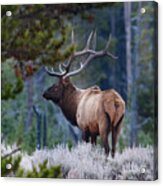 Bull Elk In Forest Acrylic Print