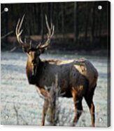 Bull Elk In Frosty Field Acrylic Print