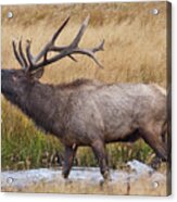 Bull Elk In Yellowstone Acrylic Print