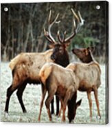 Bull Elk With Cows In The Late Rut Acrylic Print