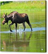 Bull Moose Acrylic Print