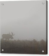 Bull Moose In The Fog Acrylic Print