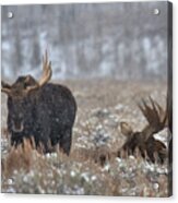Bull Moose Winter Wandering Acrylic Print