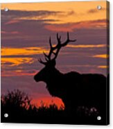 Bull Tule Elk Silhouetted At Sunset Acrylic Print