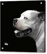 Bulldog Sando  Portrait Acrylic Print