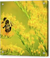 Bumble Bee On Goldenrod Acrylic Print