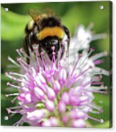 Bumble Bee On Hebe2 Acrylic Print