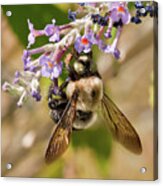 Bumble Bee Up Close And Personal Acrylic Print