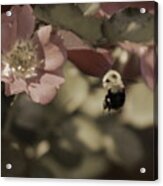 Bumblebee Flying To Country Rose In Toasted Spice And Sepia Tones Acrylic Print