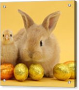 Bunny And Chick At Easter Acrylic Print