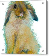 Bunny Rabbit Painting Acrylic Print