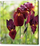 Burgundy Bearded Irises In The Rain Acrylic Print