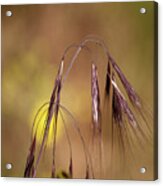 Burgundy Grass Acrylic Print