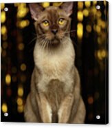 Burmese Cat Sits On New Year Background Acrylic Print