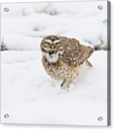 Burrowing Owl Calls In The Snow Acrylic Print