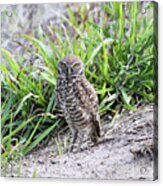 Burrowing Owl Acrylic Print