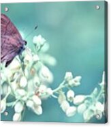 Buterfly Dreamin' Acrylic Print