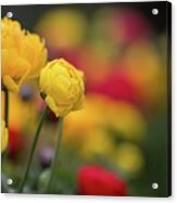 Buttercups Acrylic Print